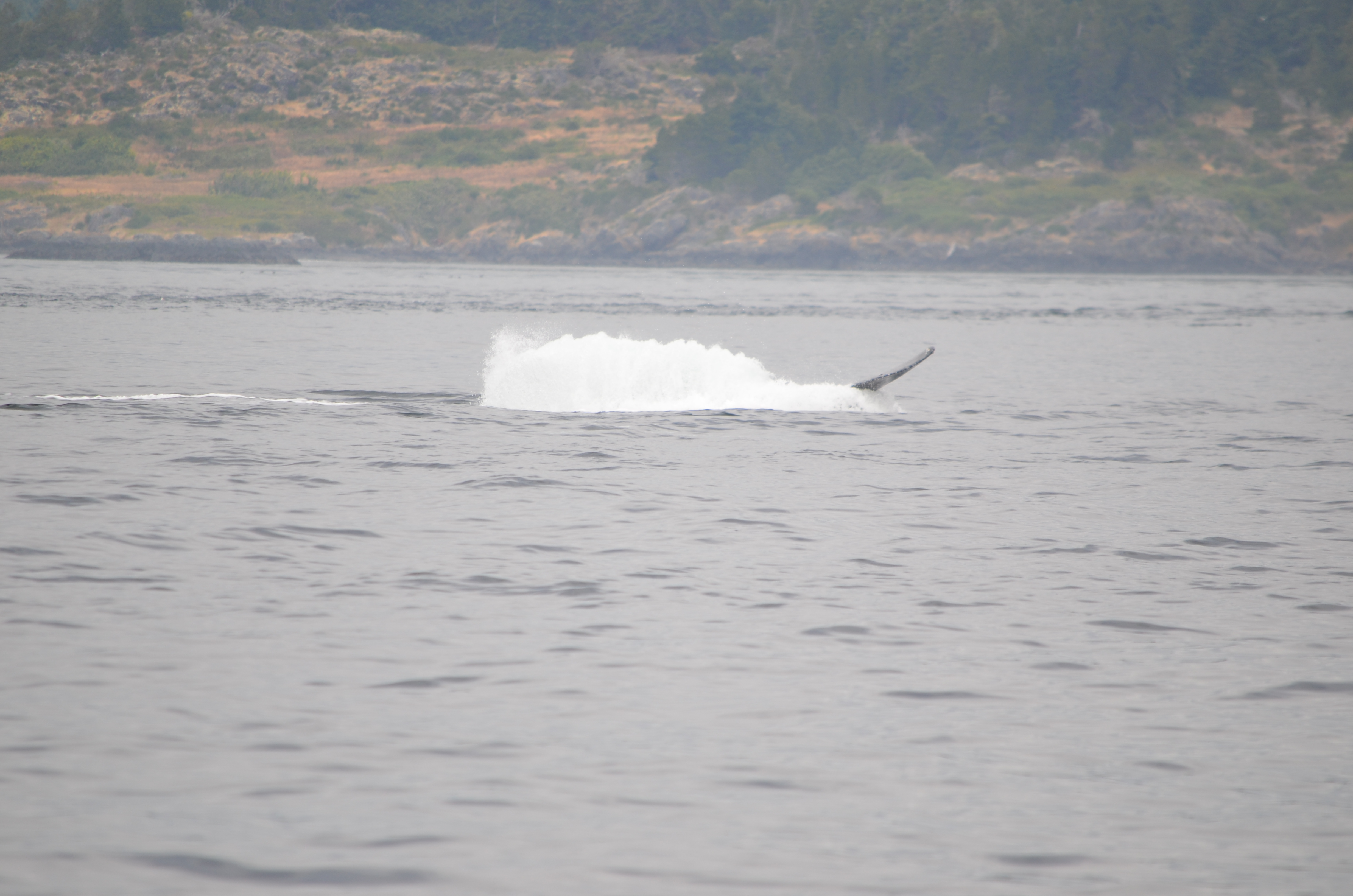 photos/wildlife/Mammal_Species/Humpback Whale/DSC_0200.JPG